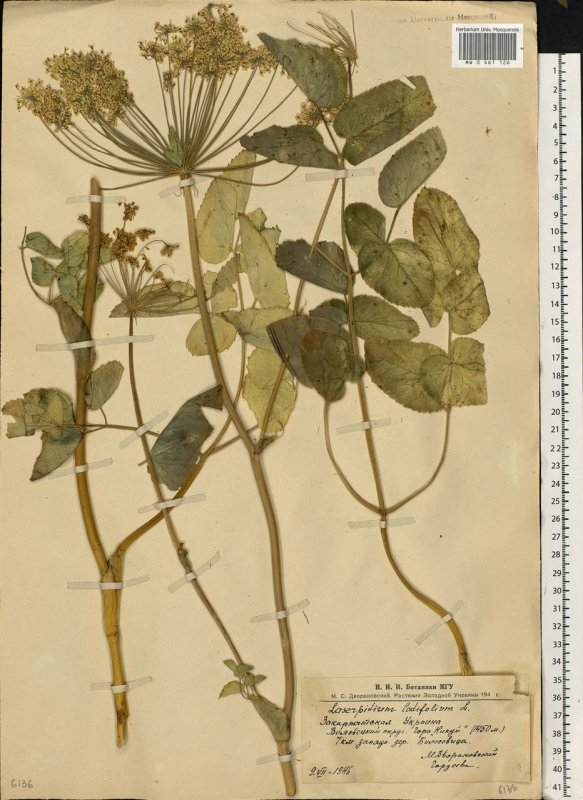 Laserpitium latifolium