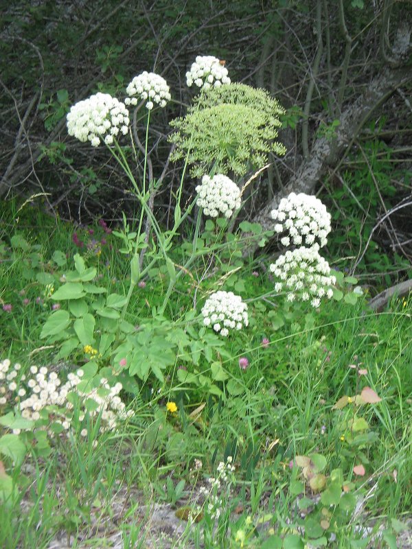 Laserpitium latifolium