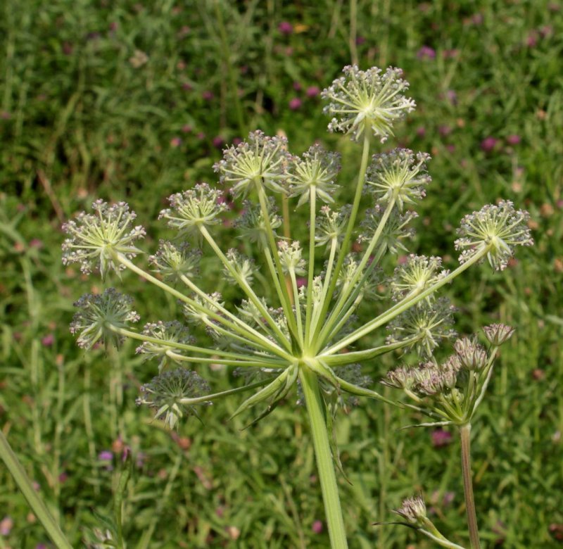 Гладыш Прусский (Laserpitium prutenicum l.)