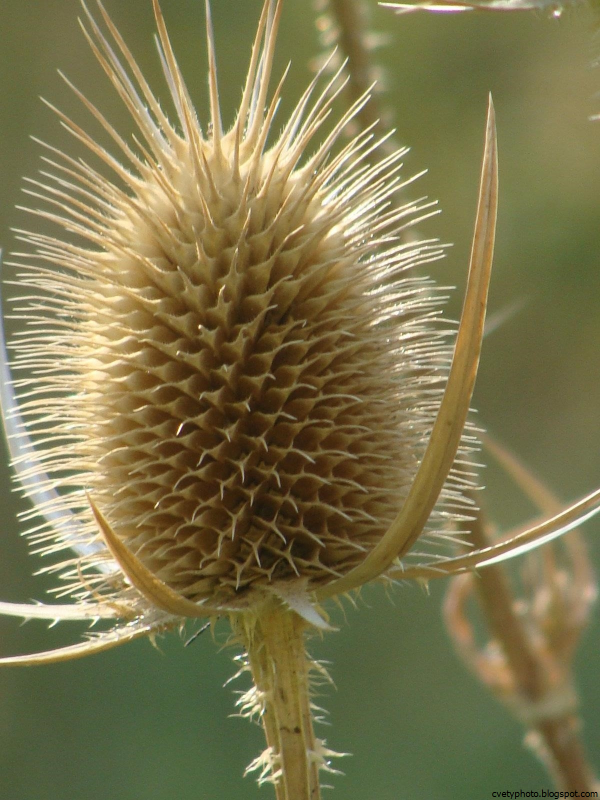 Девясил шершавый Inula hirta