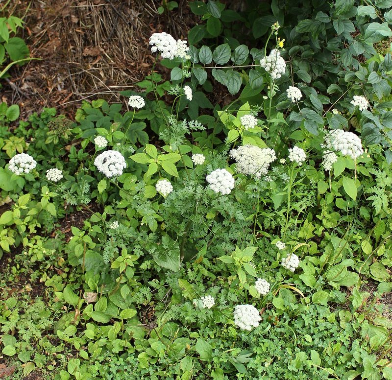 Laserpitium hispidum