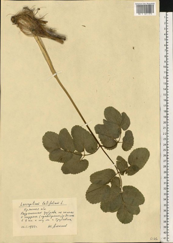 Laserpitium latifolium