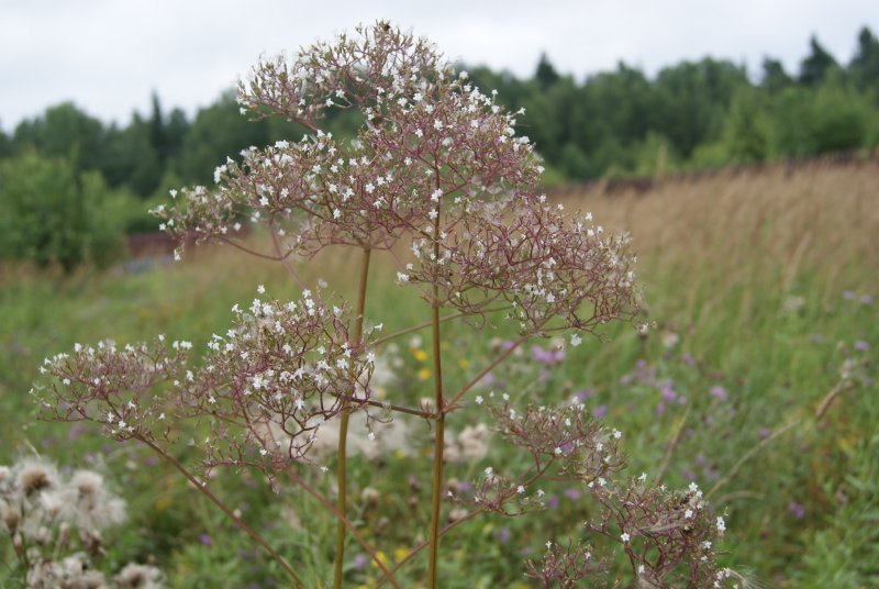Валериана лекарственная / Valeriána officinális
