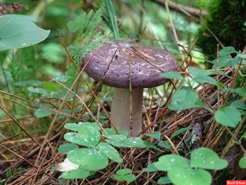 Гребляк Corixa punctata