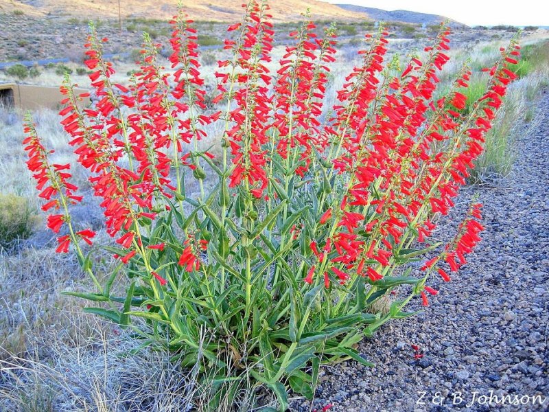 Penstemon eatonii