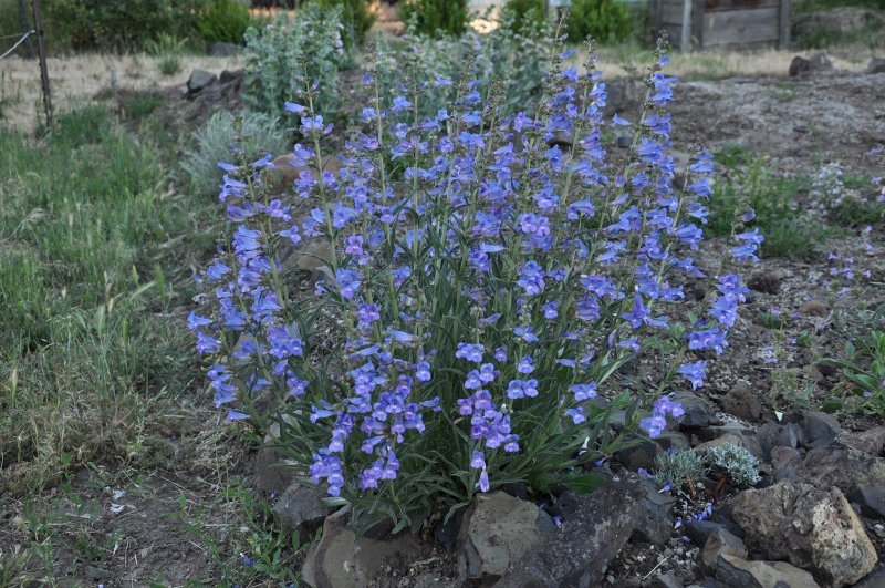 Пенстемон изящный Penstemon gracilis
