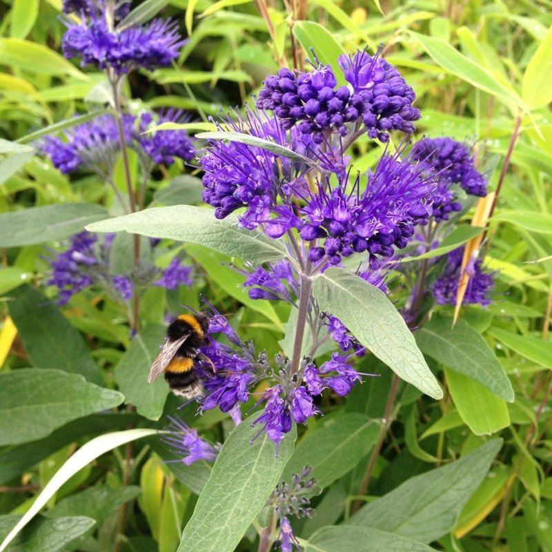 Caryopteris clandonensis Pink perfection