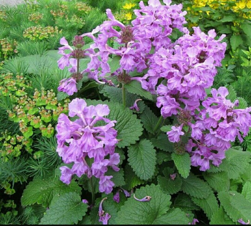 Буквица (Betonica grandiflora)