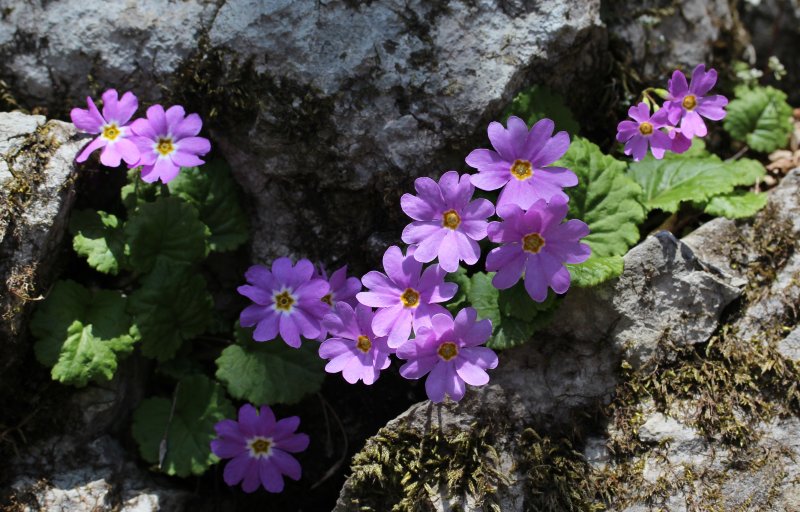 Примула жестковолосистая Primula hirsuta