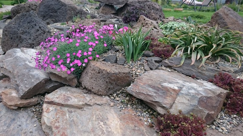 Примула жестковолосистая Primula hirsuta