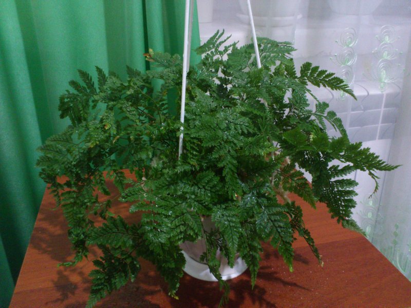 Папоротник Даваллия