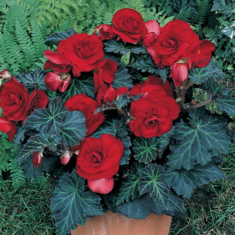 Бегония Double Dark Red