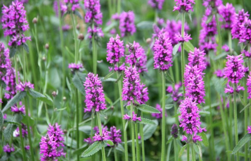 Stachys officinalis