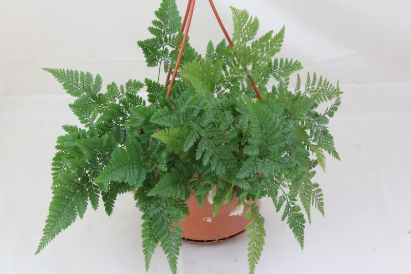 Даваллия Канарская (Davallia canariensis)