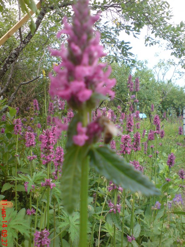 Betonica macrantha
