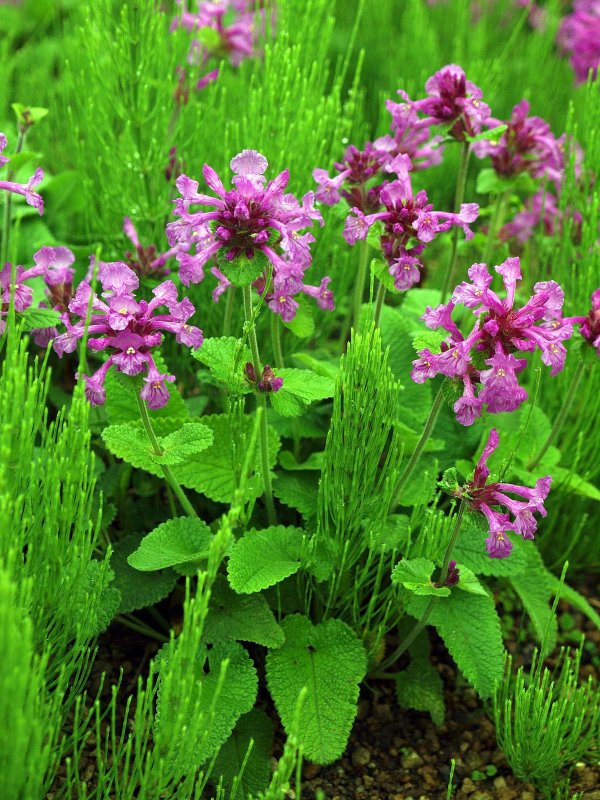 Буквица (Betonica grandiflora)