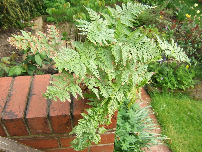 Humata tyermannii