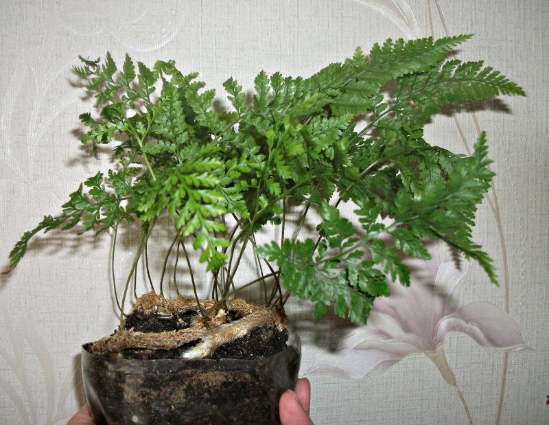 Даваллия Хумата