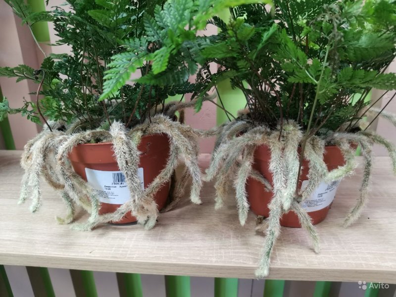 Даваллия Репенс папоротник