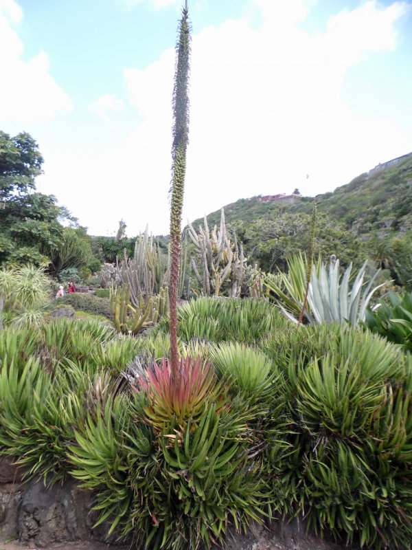 Agave filifera в природе