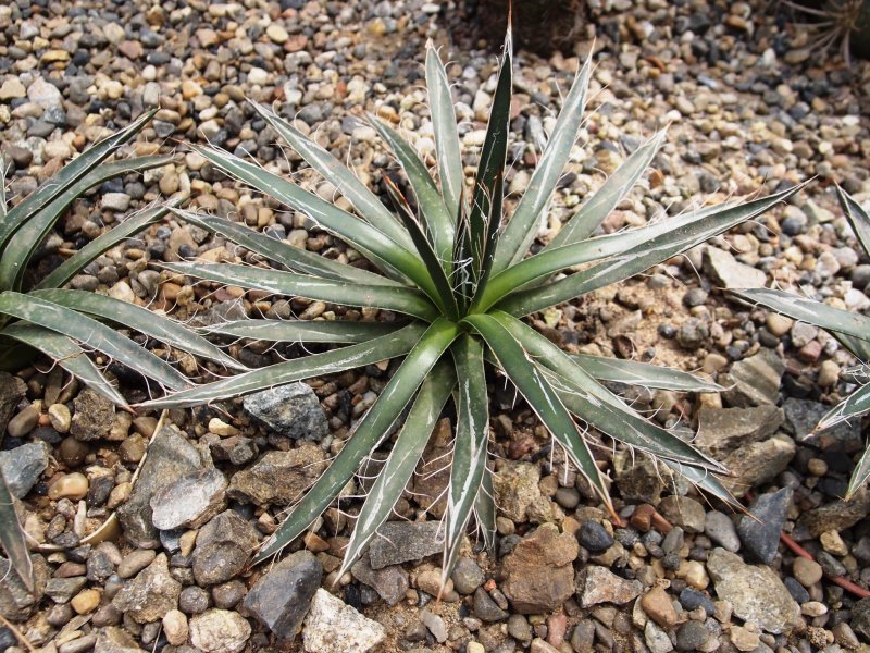 Agave filifera