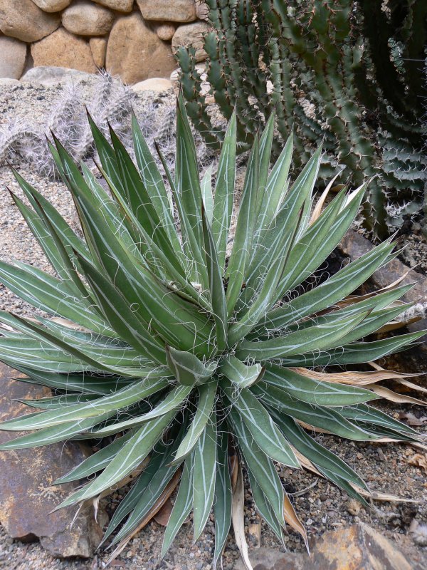 Agave filifera