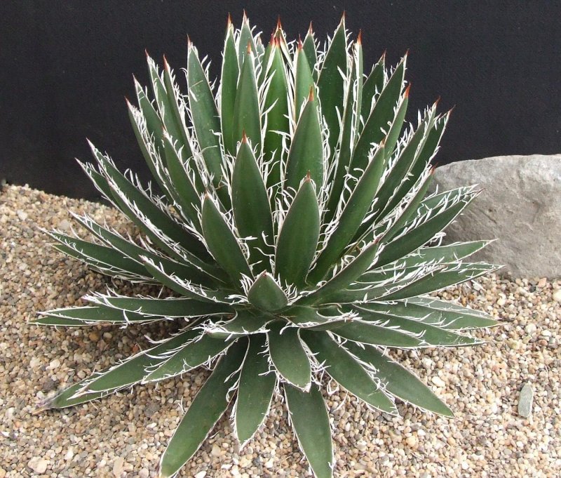 Agave filifera schidigera variegated