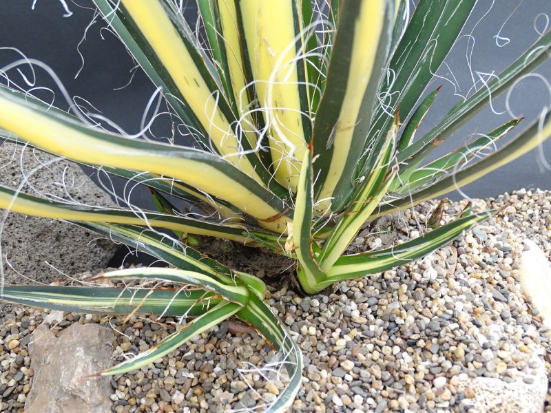 Агава filifera variegated
