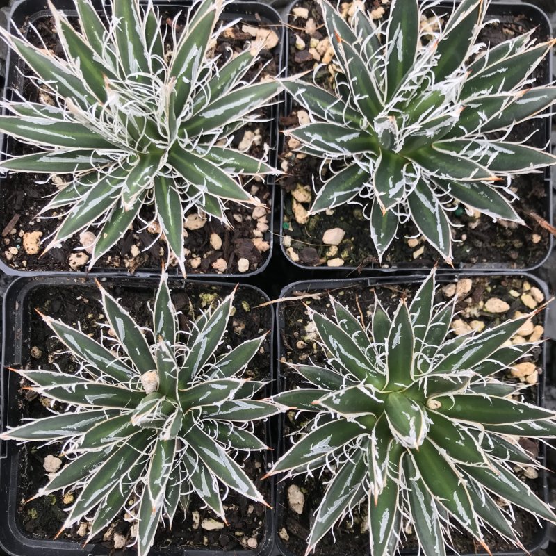 Agave filifera schidigera