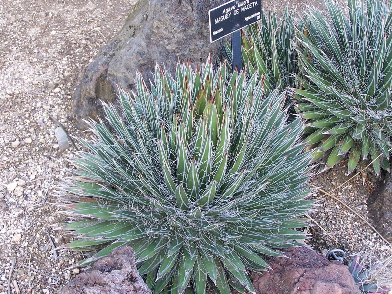 Agave filifera