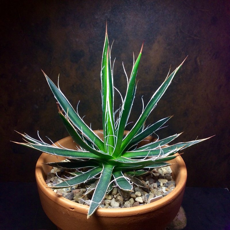 Agave filifera