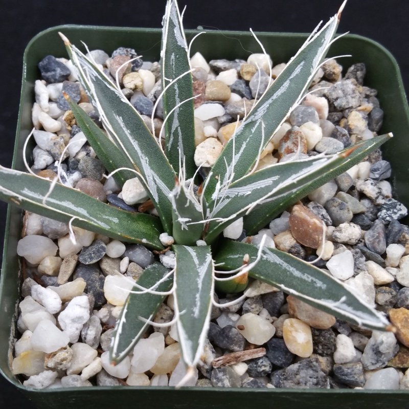 Agave toumeyana var Bella
