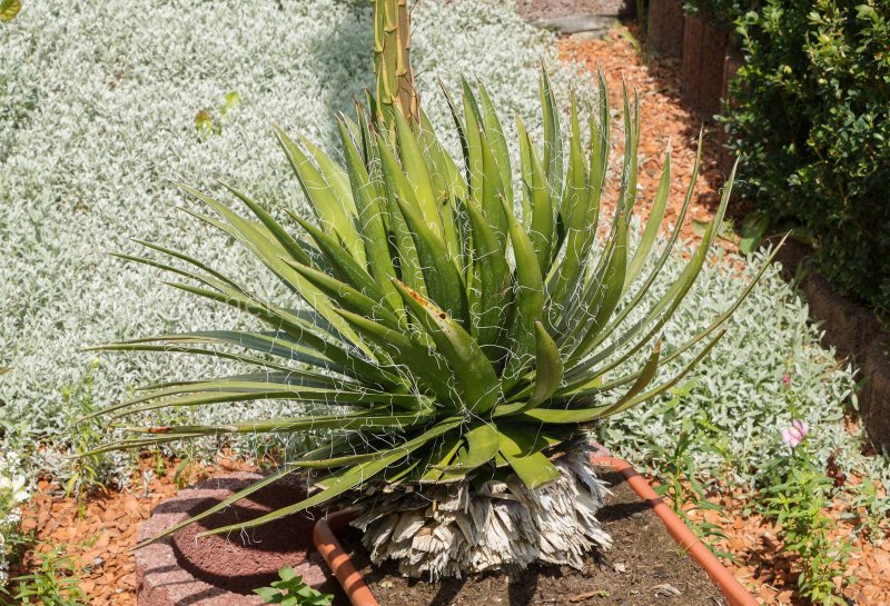 * Агава нитеносная (Agave filifera)