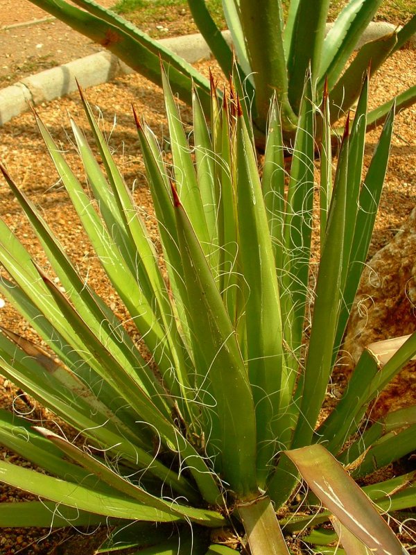 Агава filifera
