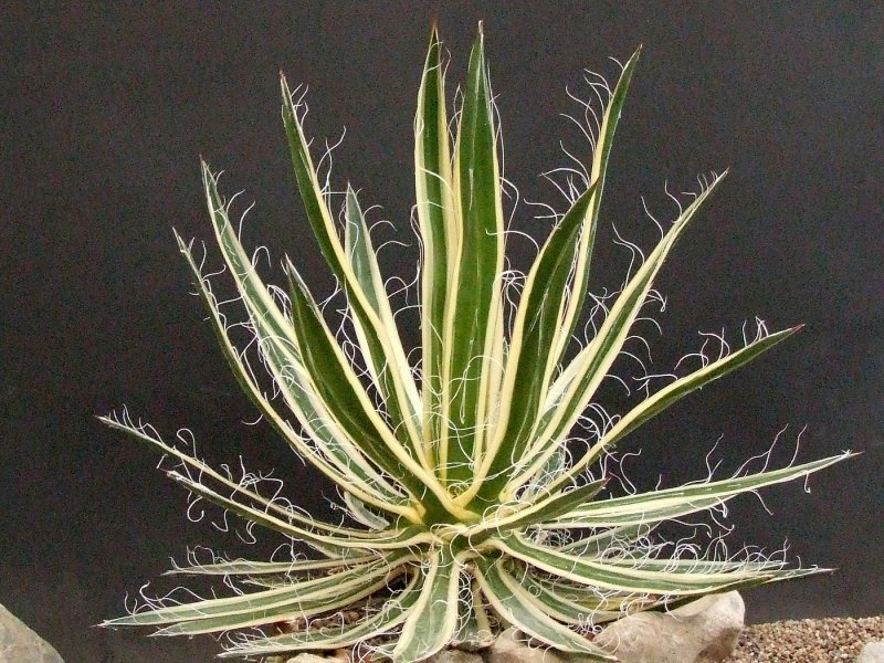 Agave filifera variegated