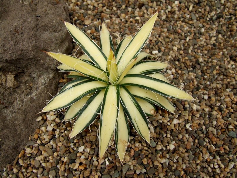 Агава filifera variegated