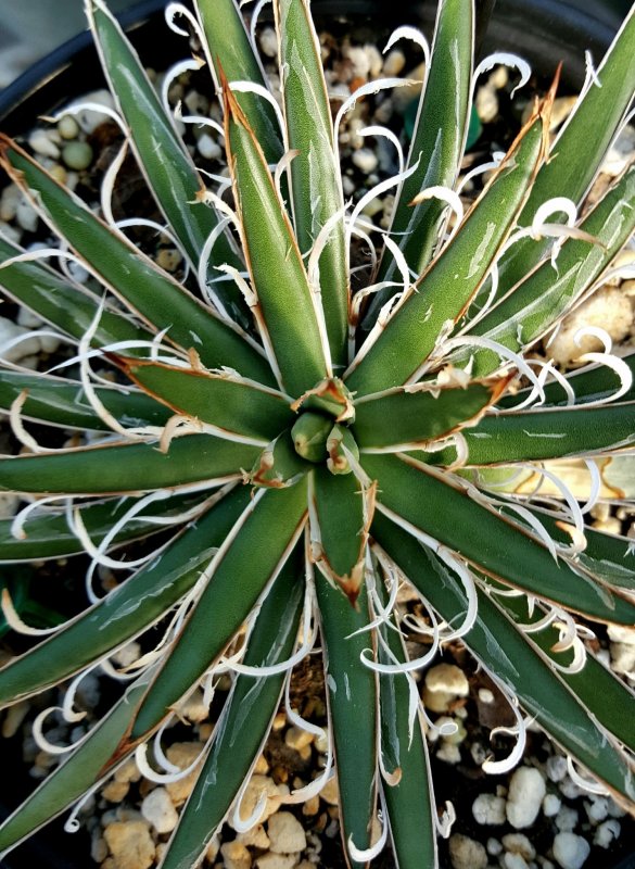 Agave filifera