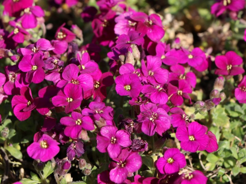 Aubrieta 'Bressingham Red'