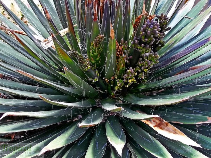 Agave filifera