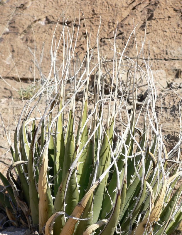 Agave utahensis v. eborispina