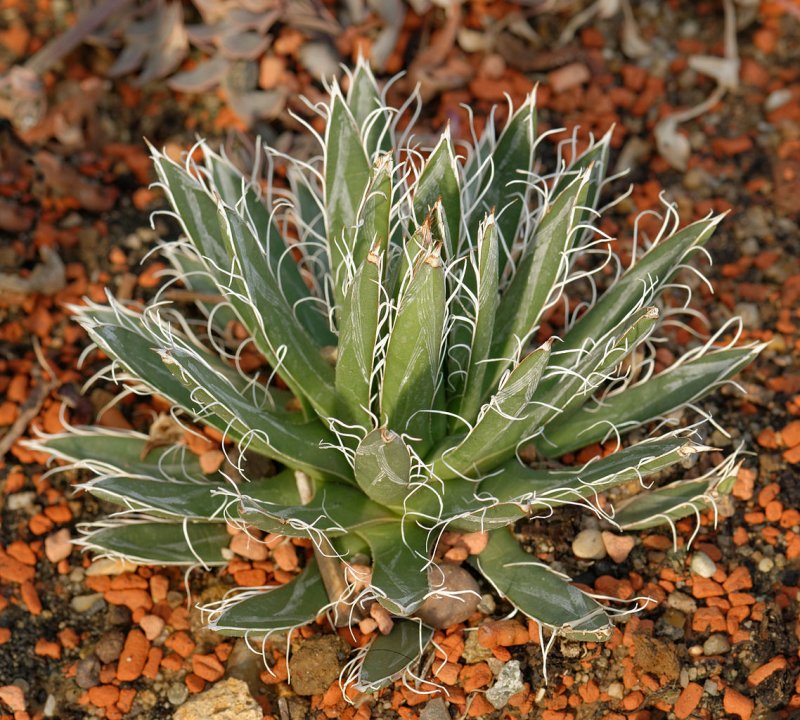 Агава toumeyana Bella