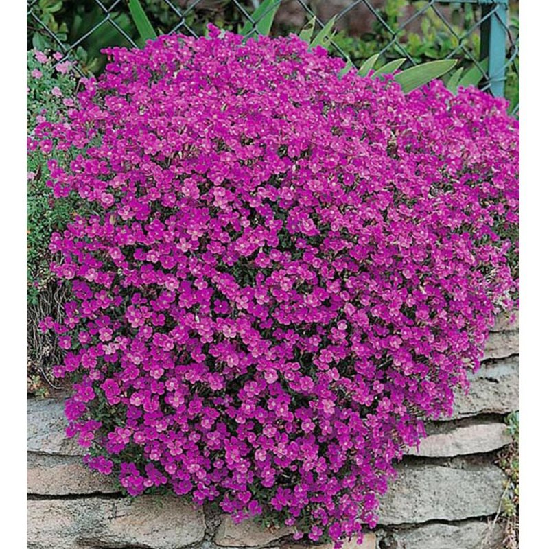 Обриета (Aubrieta `Cascade Red`)