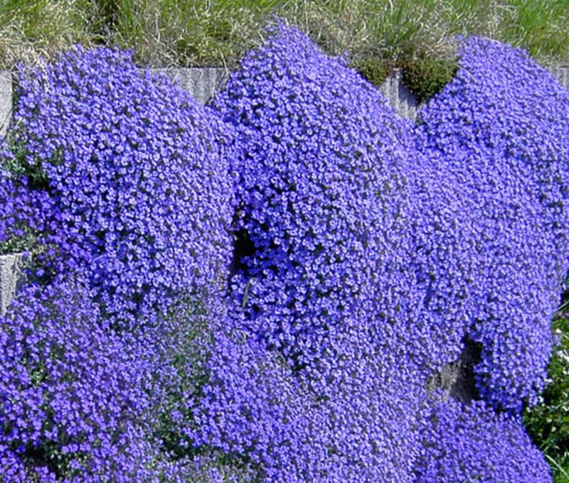 Обриета Cascade Blue