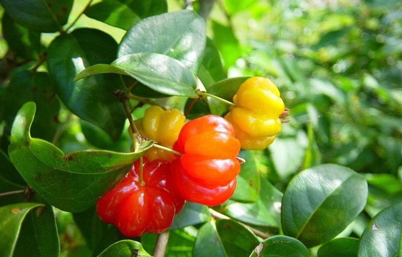 Prunus caspica