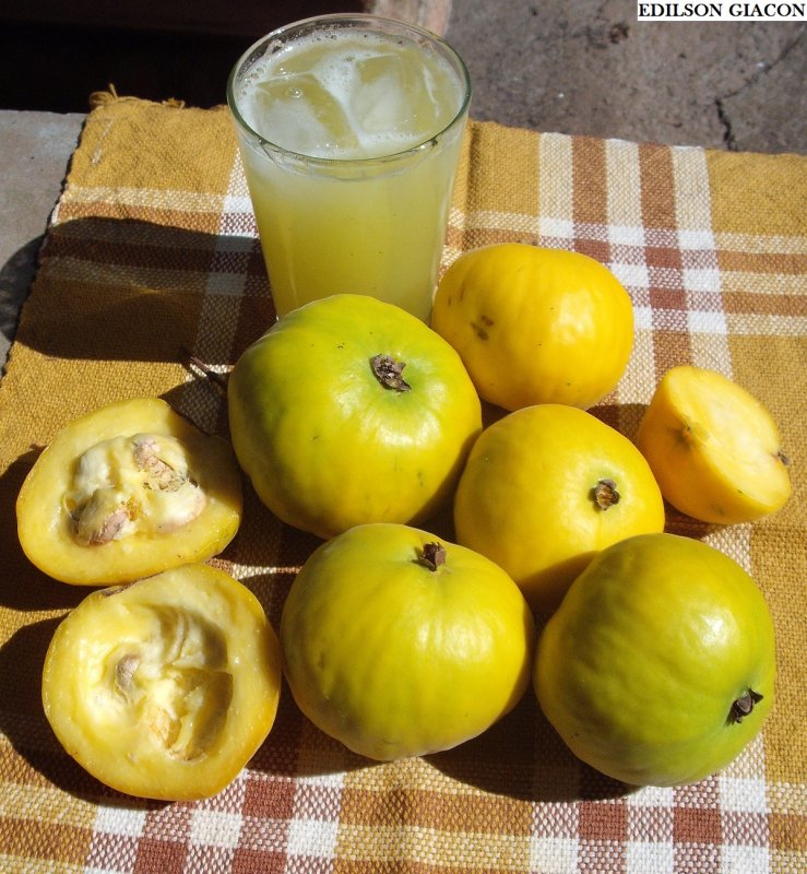 (Лат. Artocarpus Lakoocha