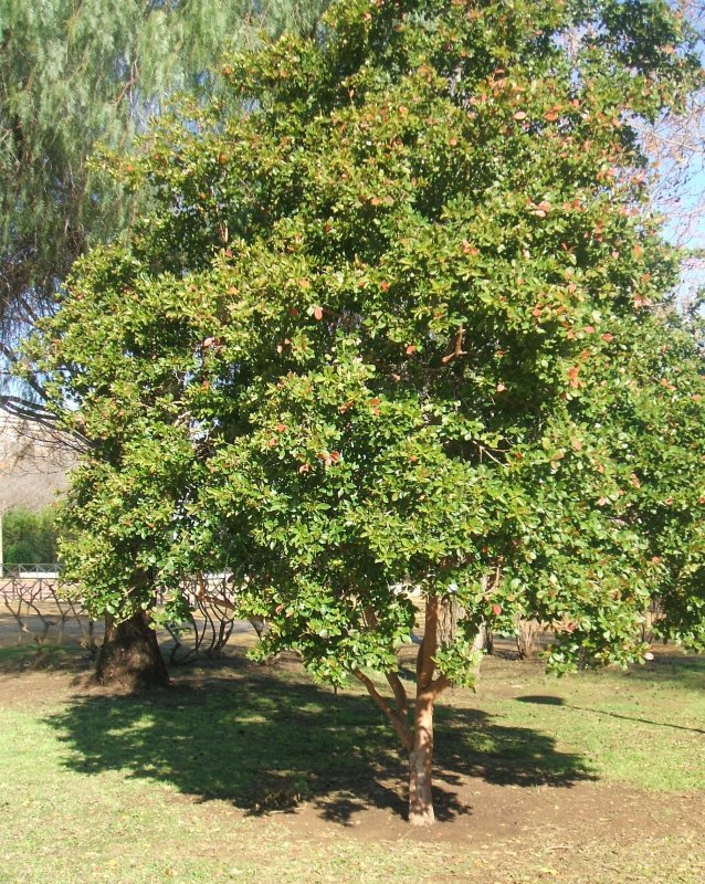 Eugenia caryophyllus дерево