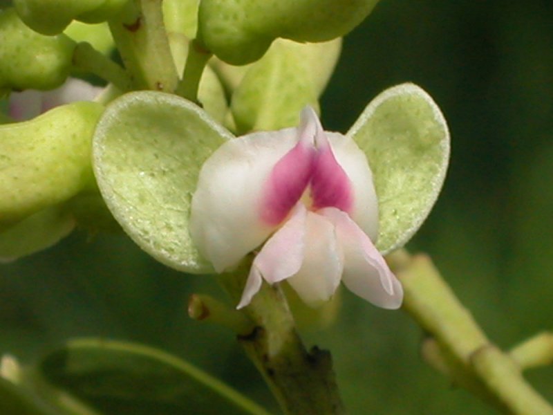 Dipteryx panamensis