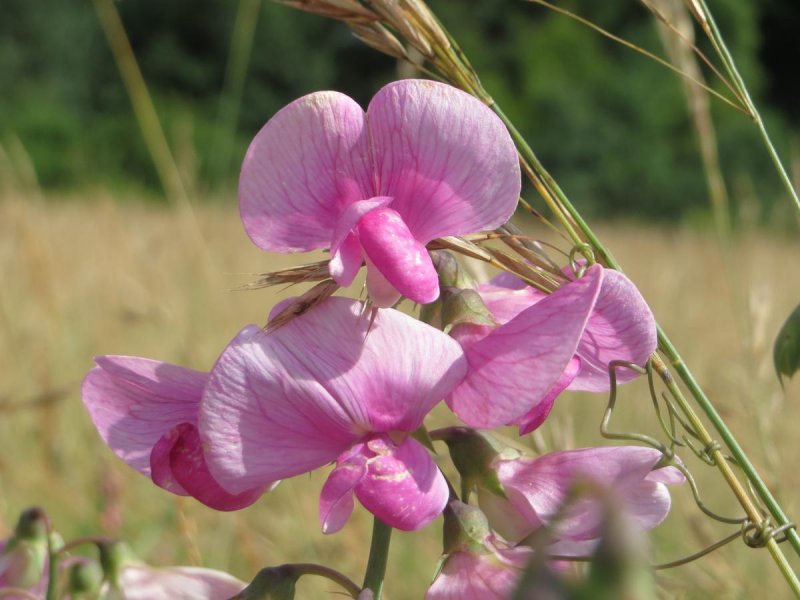 Чина (Lathyrus) широколистная