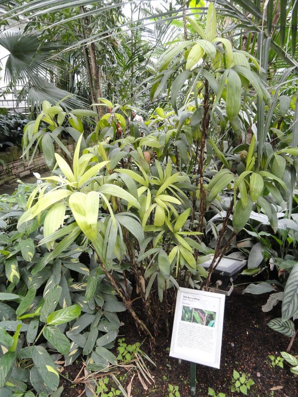 Dipteryx micrantha