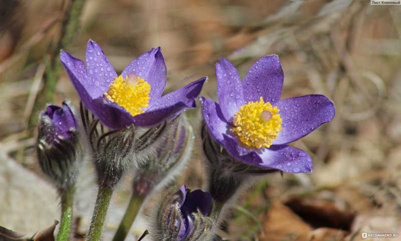 Пульсатилла vulgaris